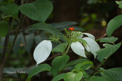 Mussaenda glabrata